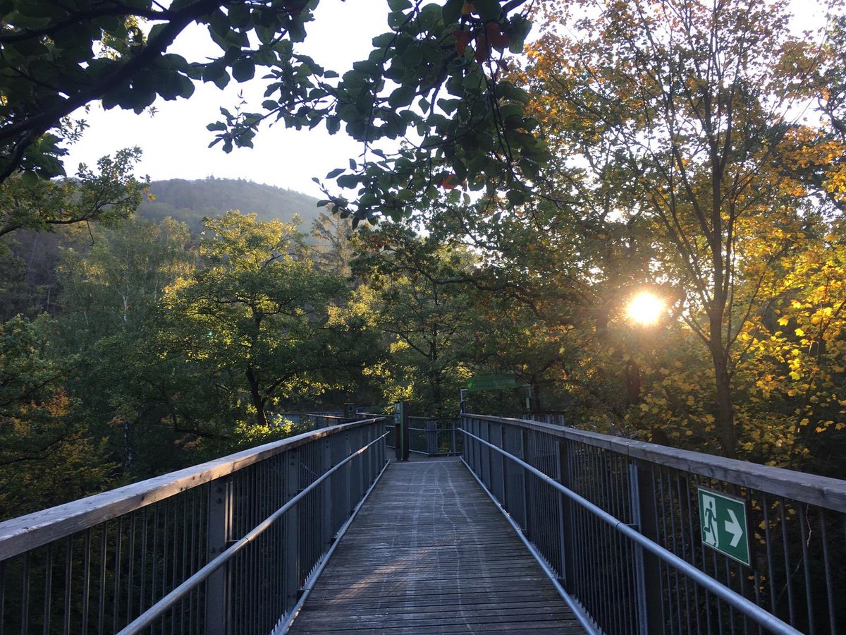 bwp_harz's tweet photo. Herbstliche Wipfel 🍁laden zum Spazieren ein 💚🌳🌲 https://t.co/hyx6ZNSPu2