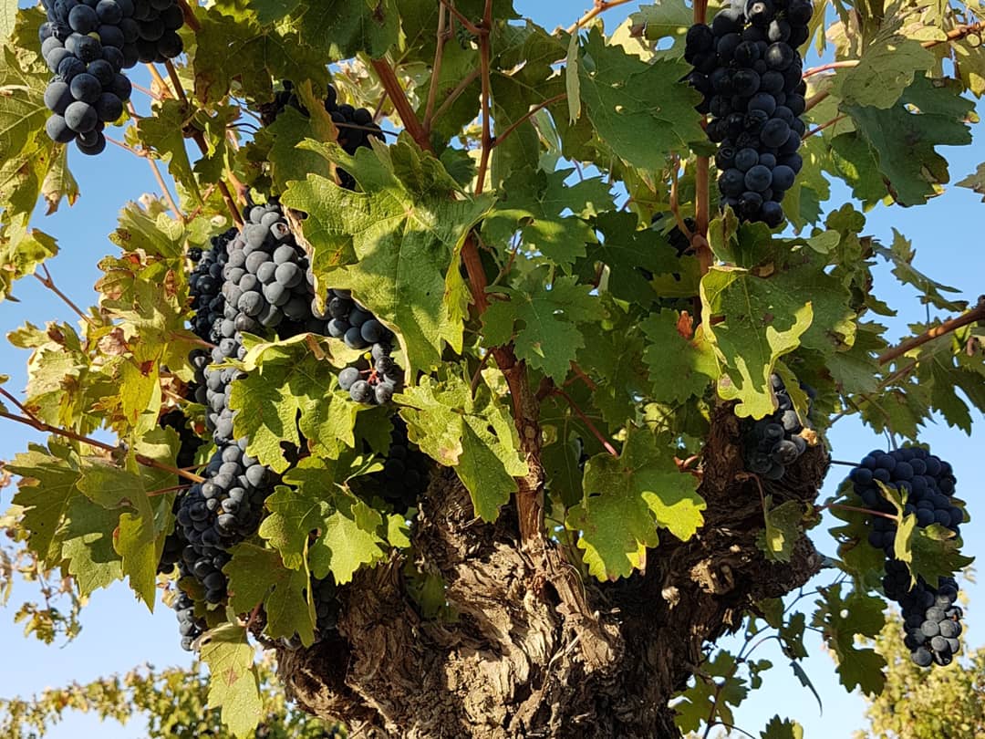 bodegasfarina's tweet photo. #vendimia #tintadetoro #vino #wine #WineLovers #bodegasfariña https://t.co/mQLrWrPbYu