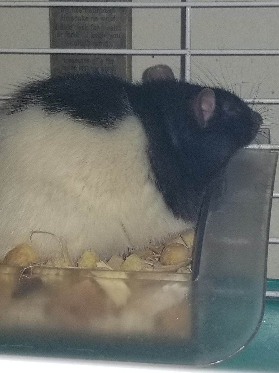 queentiger1989's tweet photo. @iamthem00s3 My heart breaks for you. I have been through this with my rats nine times. And yet after all that I have two new beauties. They will never fill the holes of the first, but they helped. You gave them the best you had possible and all they gave you was unconditional love back. https://t.co/XwQdoJ4GBt