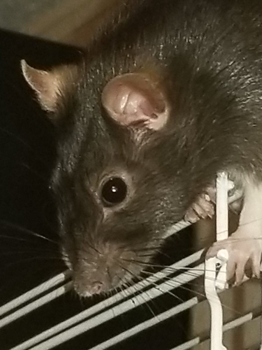 queentiger1989's tweet photo. @iamthem00s3 My heart breaks for you. I have been through this with my rats nine times. And yet after all that I have two new beauties. They will never fill the holes of the first, but they helped. You gave them the best you had possible and all they gave you was unconditional love back. https://t.co/XwQdoJ4GBt