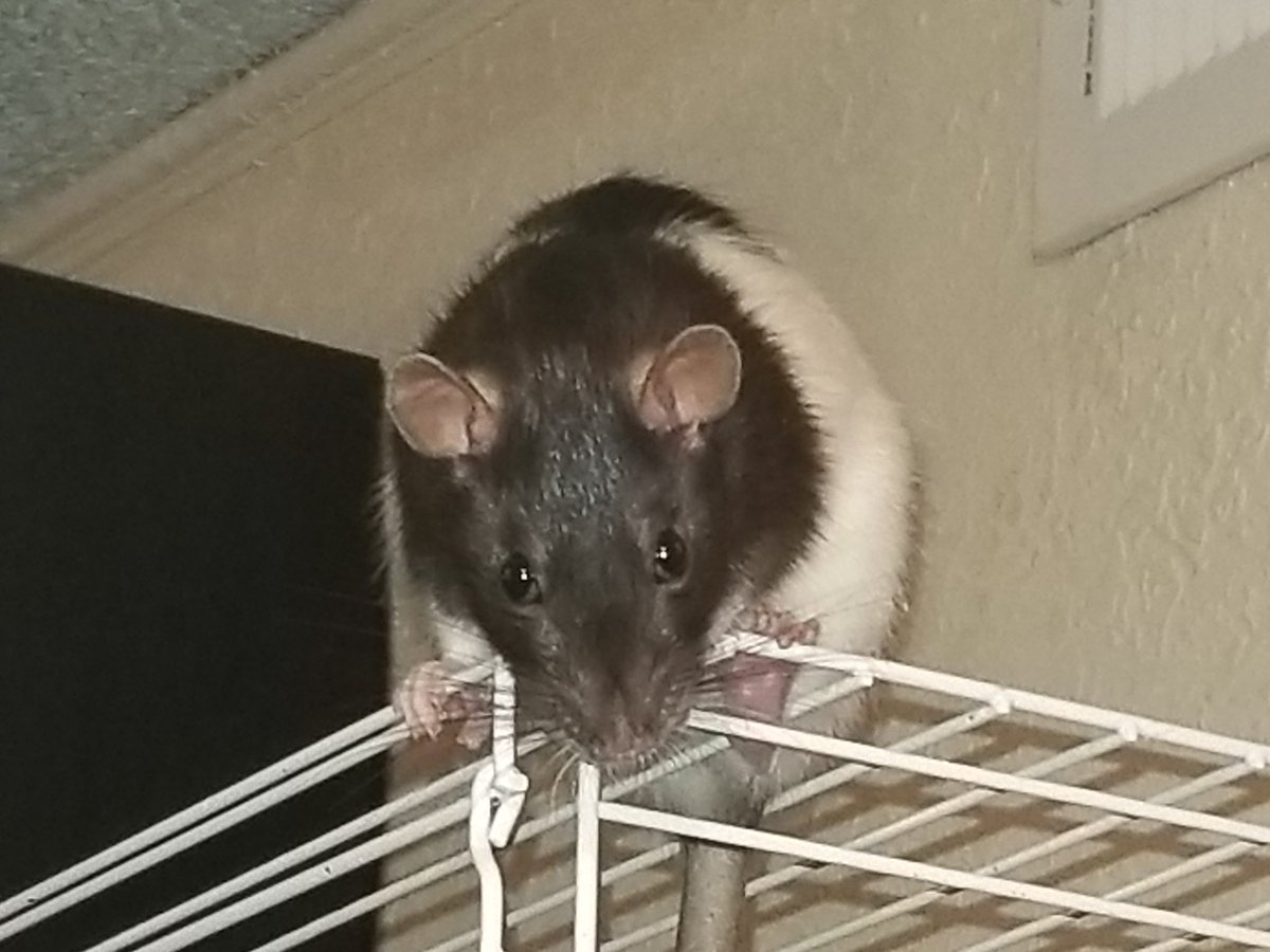 queentiger1989's tweet photo. @iamthem00s3 My heart breaks for you. I have been through this with my rats nine times. And yet after all that I have two new beauties. They will never fill the holes of the first, but they helped. You gave them the best you had possible and all they gave you was unconditional love back. https://t.co/XwQdoJ4GBt