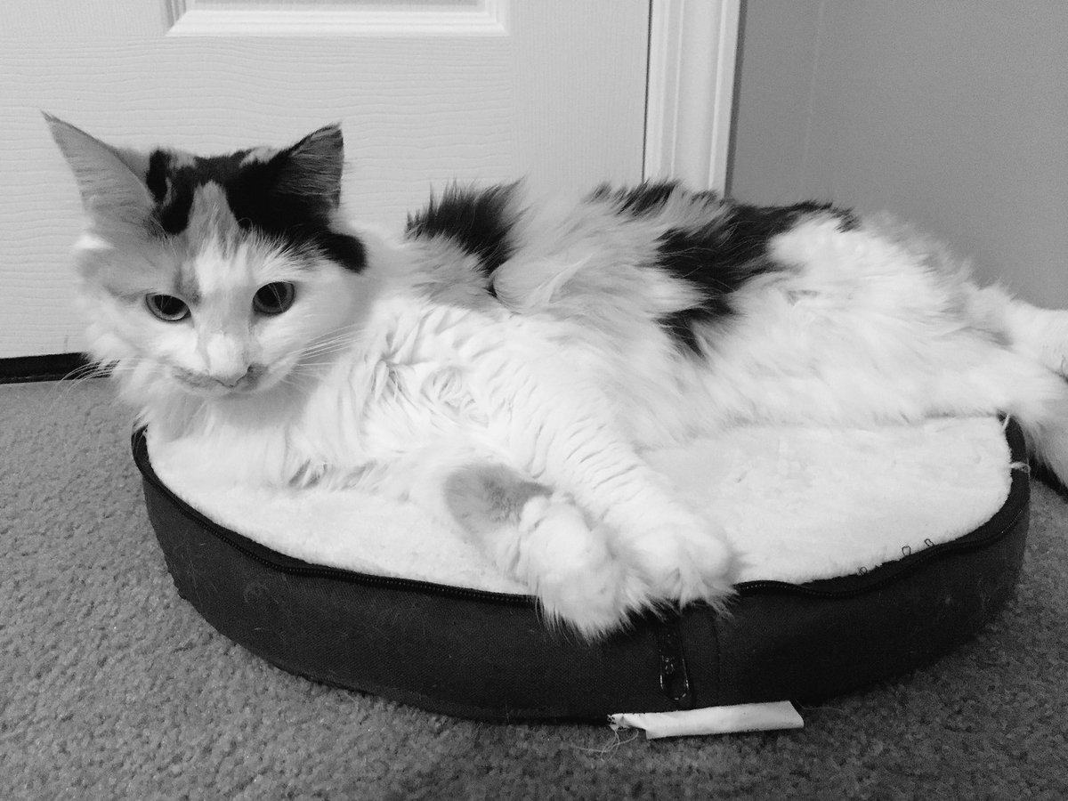 cat_victoria's tweet image. B&amp;amp;W day 6 

#CatsofTwitter #FluffyFursday #bwchallenge
