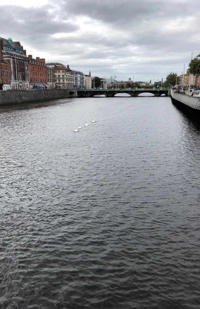 Swan’in around Dublin... sorry, couldn’t resist.