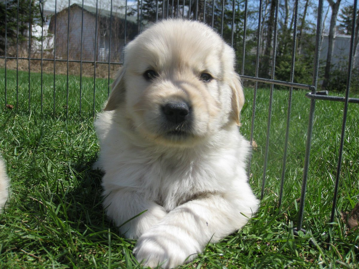 lynn2wine's tweet photo. Look into my eyes 👀 You will adopt me. I will rule your home. You will give me cookies. You will love me furever. #ThrowbackThursday 📆😃

PS: who is this cutie pie that stole my heart? 😉🤔 https://t.co/vMpTSszdc5