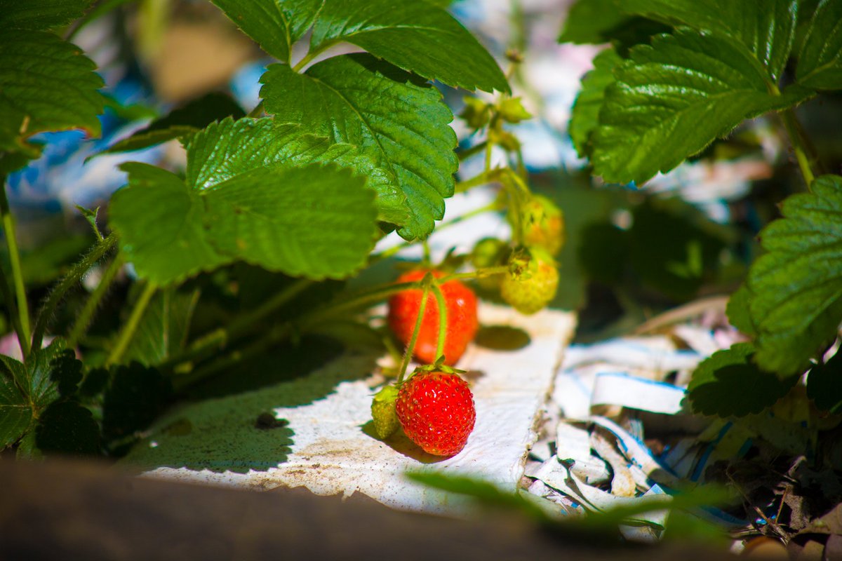 WSBTheatre's tweet photo. Produce from our show gardens https://t.co/VRoWb402IB