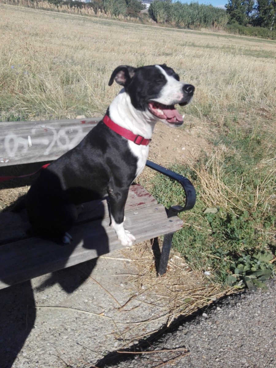 El más guapo del lugar! AIRON TE ESPERA #adopta #BuenosDias #FelizJueves #Beautiful #doglovers #Dog #ADOPT
