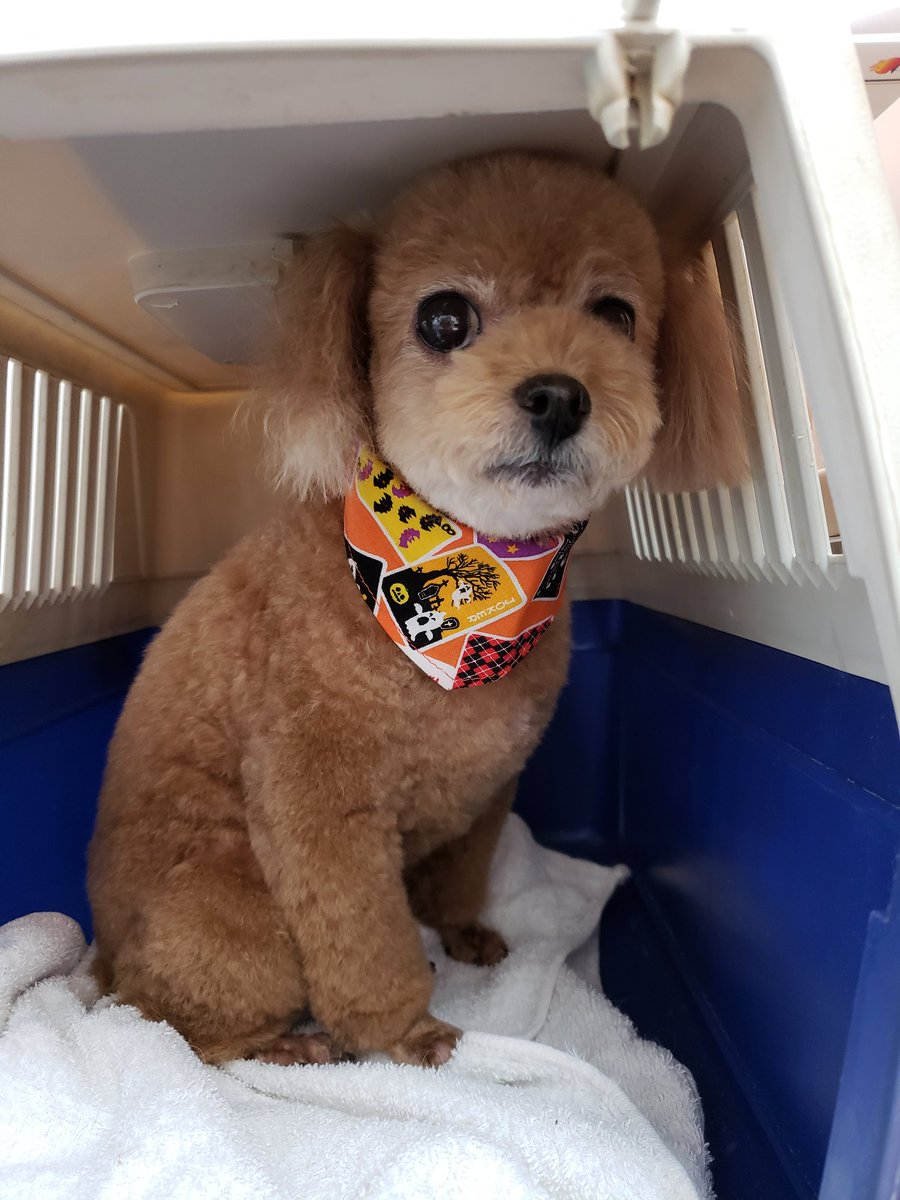 Hiro Koppe1101 Twitter