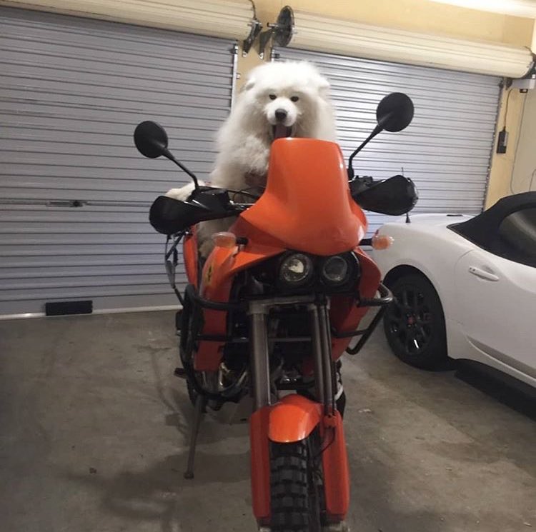 DANtheSamoyed🐶 tweet media