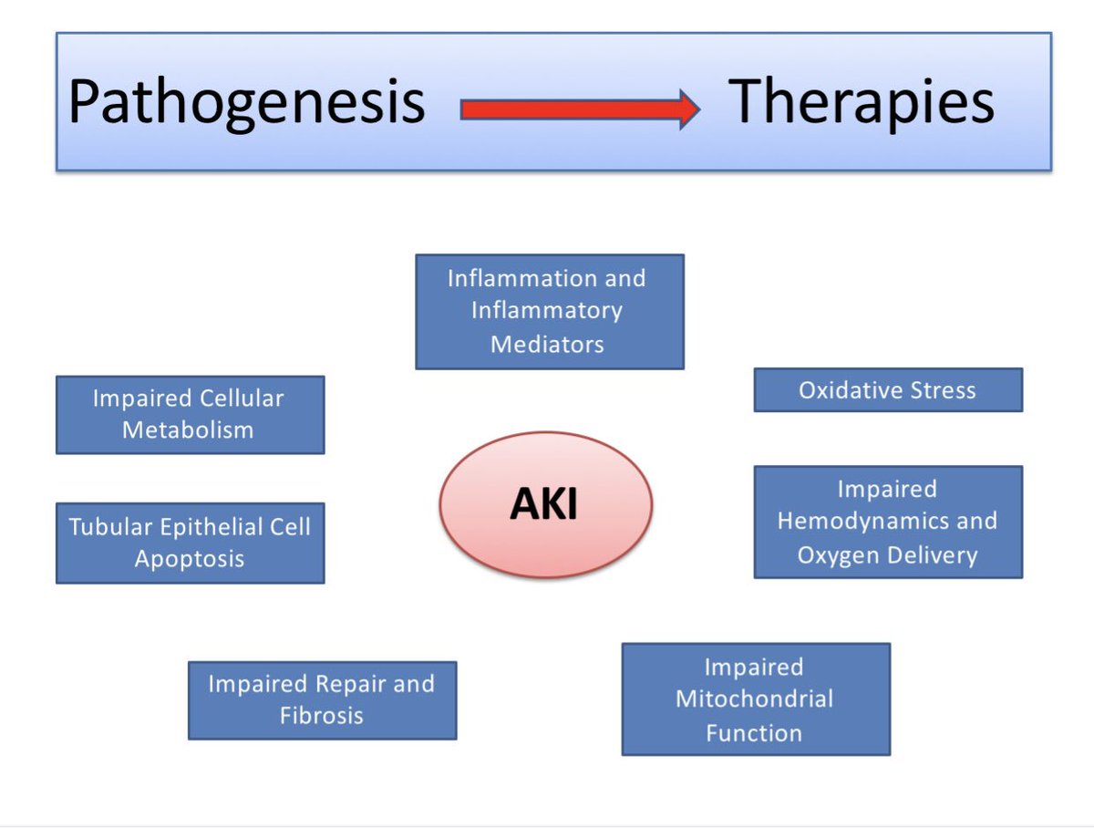 edgarvlermamd's tweet photo. ROSNER: AKI - Emerging Evidence and future horizons 
#Nephpearls #AKIFrontiers https://t.co/YQ09Q2oy7N