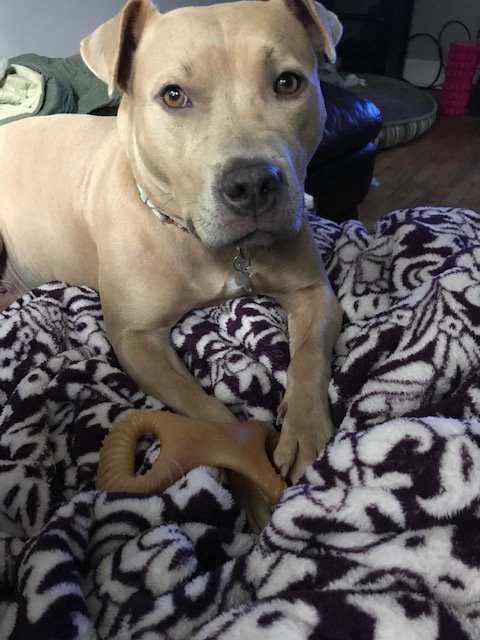 rescueofhope's tweet photo. This past month, @Benebone donated lots of chew toys for our dogs. Let's just say, Analiese can't get enough of them! #AdoptAnaliese #HeartsOfHopeDogRescue #AdoptDontShop #RescueDogsRock #UntilThereAreNone #ChangingLivesSince2011 https://t.co/Gf1g8NdBdp