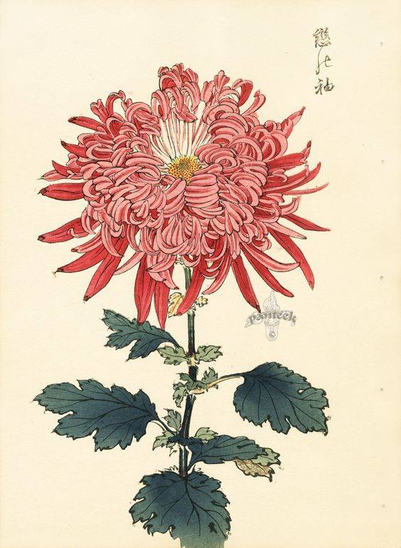 literatura_rte's tweet image. Keika Hasegawa, Chrysanthemum, 1893