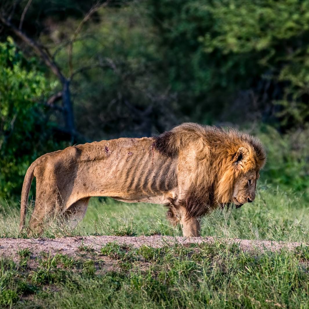 JavalavaTours's tweet photo. So sad to see the king in his final days. 🦁 #lion #animalslife #saveanimals #loveanimals #nature #wildlife #animals #save #proctect #love #king #TTOT #RT #wanderlustXL https://t.co/Aeosuf1I9r