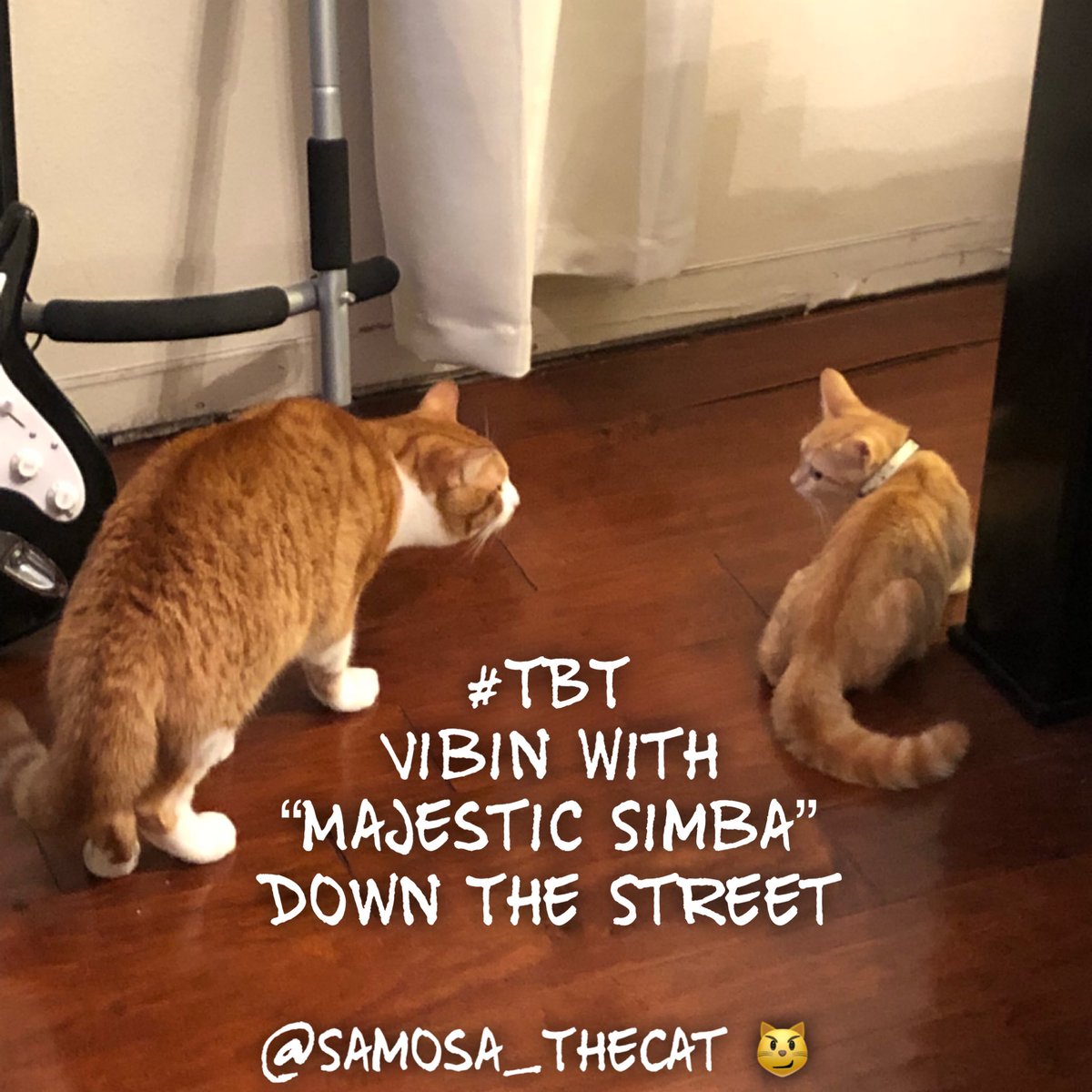 Samosa_TheCat's tweet photo. π±#TBT #ThrowBackThursday #Vibin #Simba #Majestic #MajesticCat #CatsChillin #SamosaTheCat #SamosaCat #TeamSamosa #SamosaLife #SamosaSwag #KittenSwag #Kitten #KittenLife #KittenSelfie #KittyLife #KittyCat #CuteKitten #Kitty #LoveKittens #OrangeTabby #KittyCat https://t.co/ZcQbNUIi5O