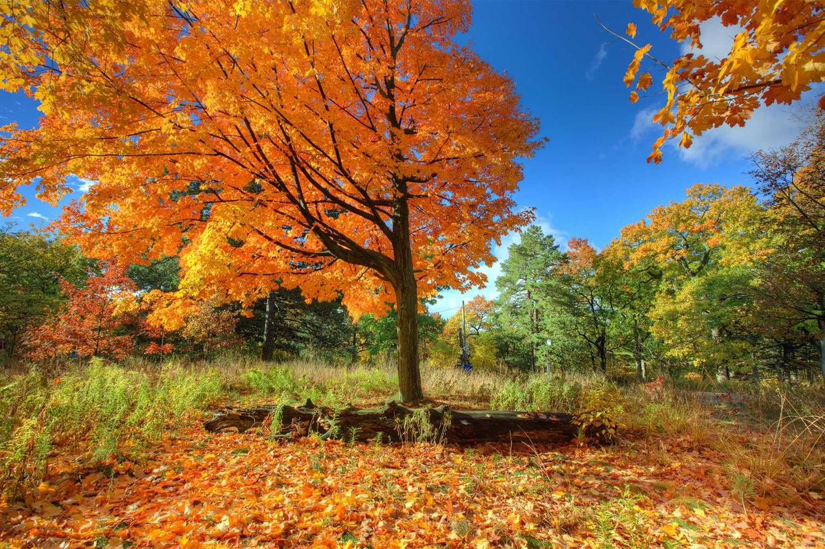 17Cooks's tweet image. There is nothing we love more than #Fall in #Toronto 🍂 Check out @BlogTo's 50 things to do to ring in the #SweaterWeather 

What are your favourite fall activities? 

buff.ly/2xGxATB