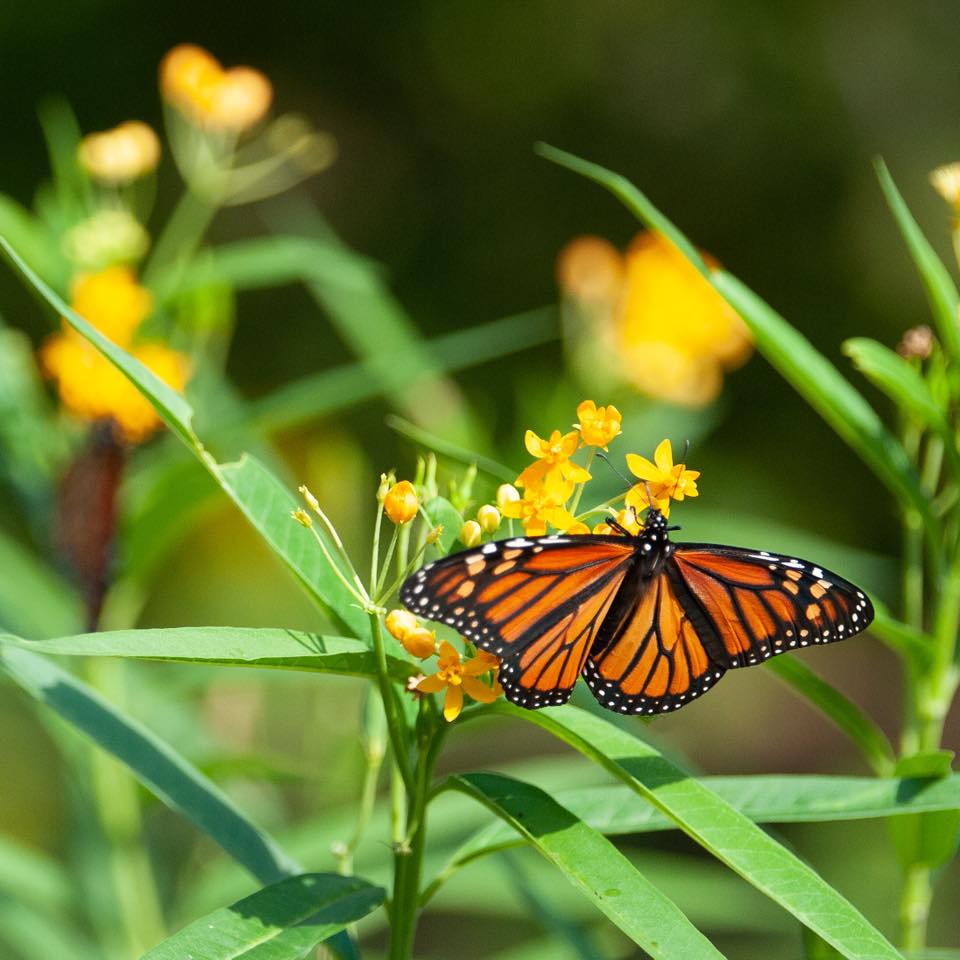 Cincinnati Zoo (@CincinnatiZoo) on Twitter photo 2018-10-11 13:01:22 The Zoo is aflutter with migrating monarchs on their way to Mexico. Look for them all around the zoo but they especially like the Mexican butterfly weed across from the World of the Insect building. The Zoo is aflutter with migrating monarchs on their way to Mexico. Look for them all around the zoo but they especially like the Mexican butterfly weed across from the World of the Insect building.