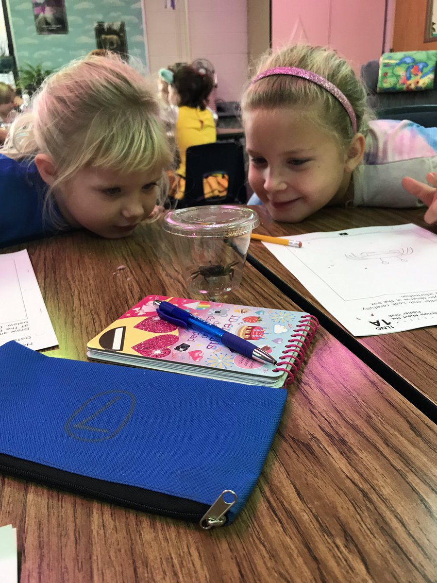 tjkellerman's tweet photo. Fiddler crab observations #firstgradescience @CroslexSchools Great conversations and questions out of genuine curiosity filling the room!❤️🧠 https://t.co/Kcs2e5Sd7t