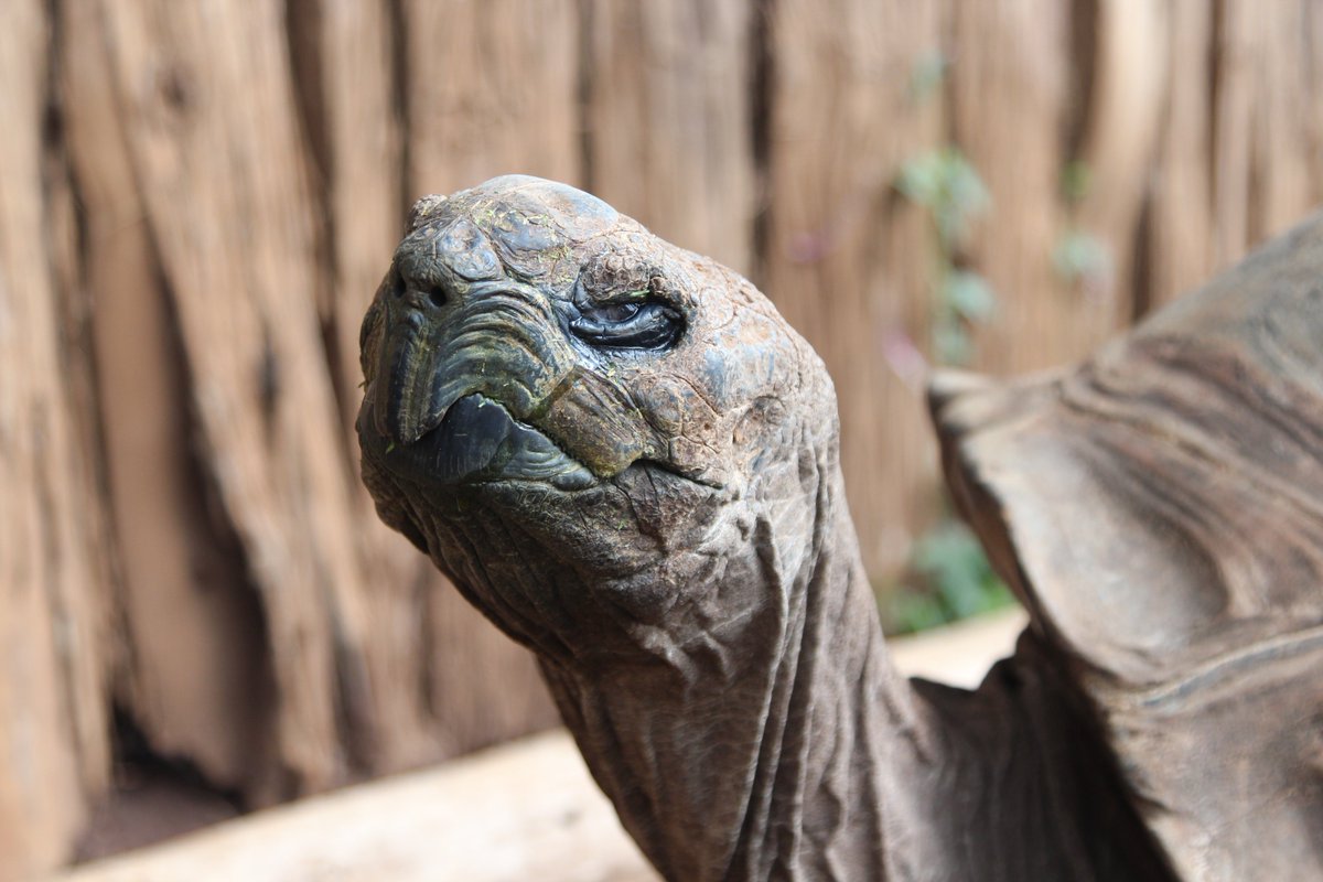 savannahosbourn's tweet photo. The animal orphanage at the #MountKenyaSafariClub houses all kinds of exotic wildlife, from bongos to pigmy hippos and 100-year-old tortoises. #kenya #travel #africa https://t.co/l8XeSUPaw9