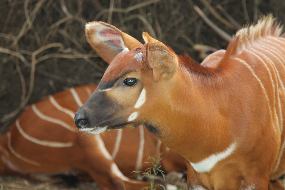 savannahosbourn's tweet photo. The animal orphanage at the #MountKenyaSafariClub houses all kinds of exotic wildlife, from bongos to pigmy hippos and 100-year-old tortoises. #kenya #travel #africa https://t.co/l8XeSUPaw9