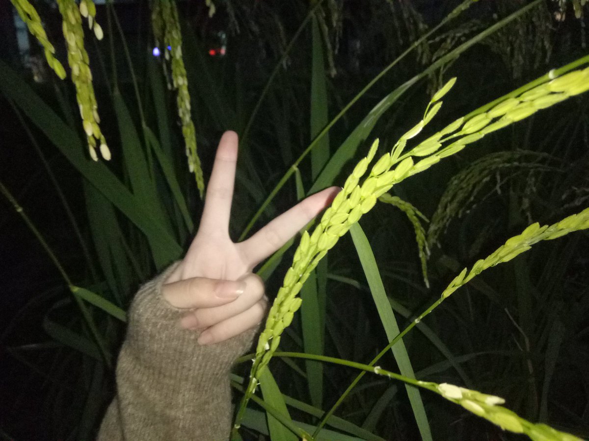 taegerl ❤️ Memecoin (@lujinnan) on Twitter photo 