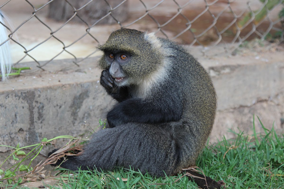 savannahosbourn's tweet photo. The animal orphanage at the #MountKenyaSafariClub houses all kinds of exotic wildlife, from bongos to pigmy hippos and 100-year-old tortoises. #kenya #travel #africa https://t.co/l8XeSUPaw9