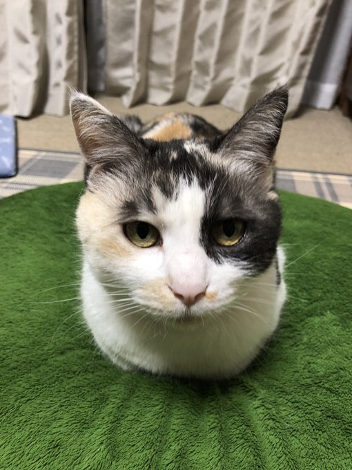 ネッコのtwitterイラスト検索結果 古い順