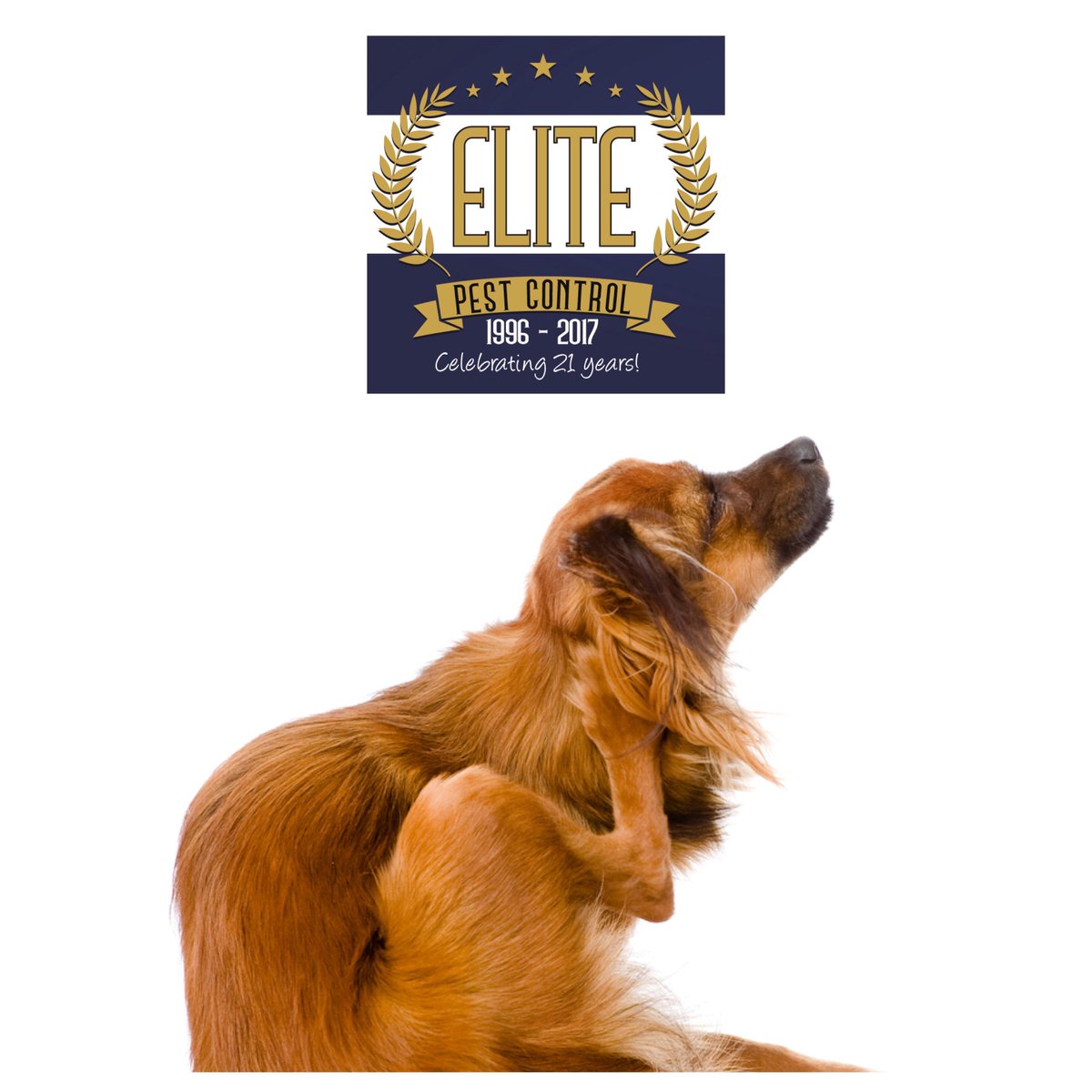 Elite Pest Control (ElitePestHull) Twitter