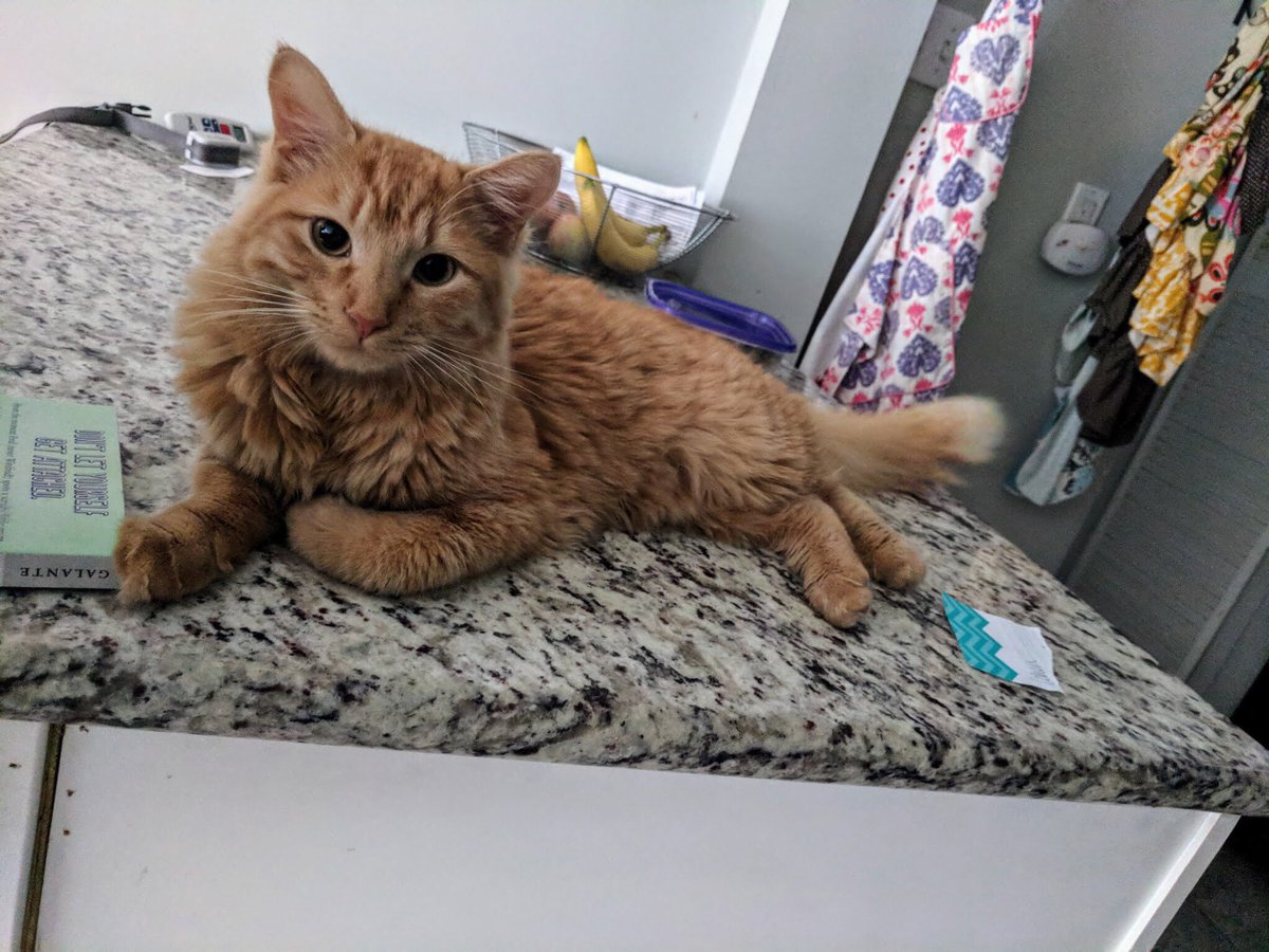 kittennursekc's tweet photo. From runt to regal #tbt #buster #rowdyboyz #tkrr https://t.co/SHdPocV4pb