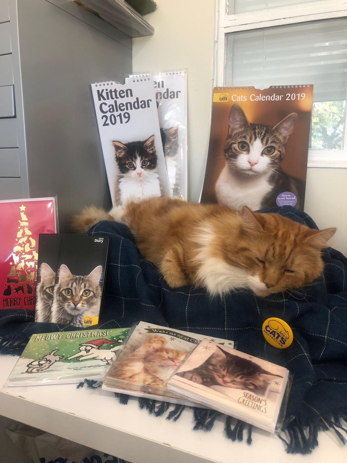 Cherwell Cats Protection on Twitter: "They've arrived! Cat ...