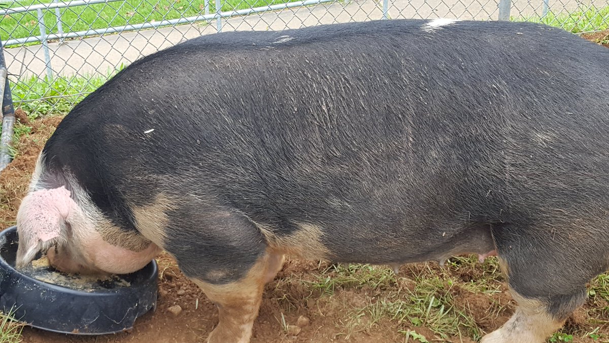 CCPS_FSKEagles's tweet photo. Today was one of many folks favorites here at FSK..  #AGDay  What knowledgeable and dedicated agricultural students we have here!!!  #FSKPride https://t.co/S1WFbu4T5B