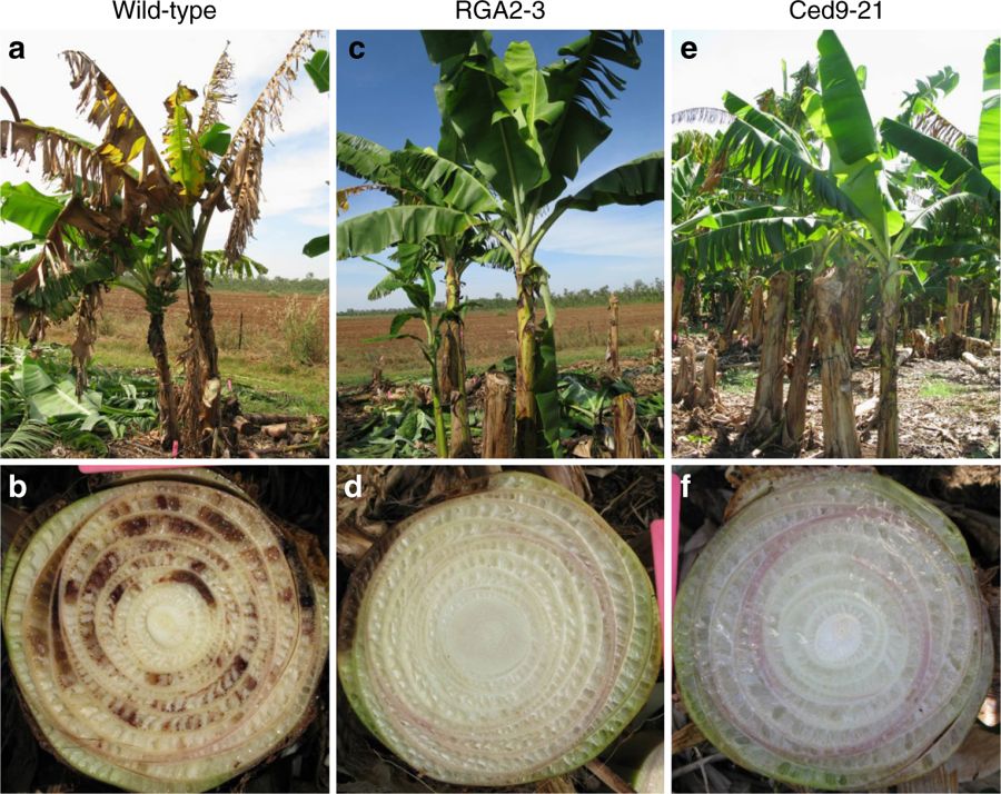 helen_xu25's tweet photo. @SultaniArianna @UofGFoodProf The Cavendish banana is susceptible to the fungus, Foc TR4! Characteristic symptoms of this fungus in resistant bananas include a reddish-brown vascular discolouration. This acts as a diagnostic marker for infection that is more than 99% accurate! @UofGFoodProf #Dale #FOOD2150 https://t.co/UfulPDMea7