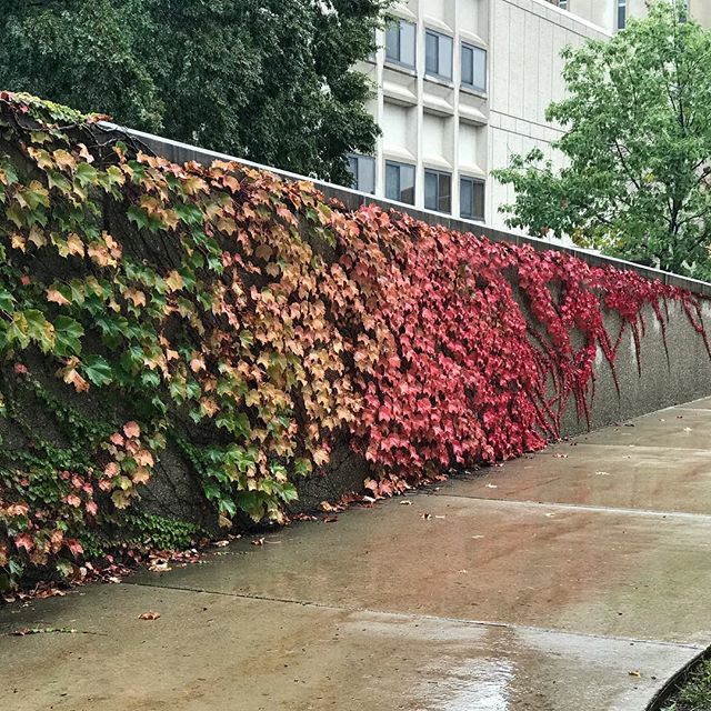 WesternMichU's tweet photo. The colors are turning on campus... Fall has finally arrived! #WMUisHome #AroundWMU #Fall #Ivy #StrikeGold
๐ธ Hannah Jiskra https://t.co/TZE3u5J6n5
