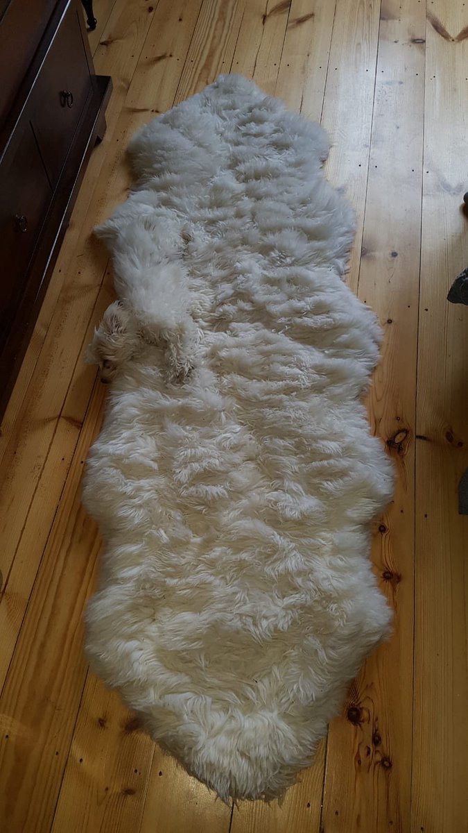 Nelly will hands down win any game of hide and seek🐶