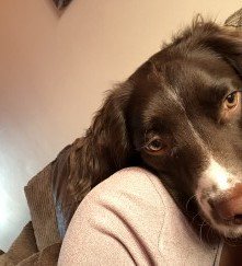 millypod1's tweet photo. 🆘GABRIEL #Lost #ScanMe
White & Liver Spaniel Cross Male
Sovereign harbour. Prince William Parade #Eastbourne #BN23
PLEASE SHARE😢
#BN20 #BN21 #BN22 #BN24 #BN25 #BN26 #BN27
https://t.co/wg993QhDpU https://t.co/9IVieWihTE