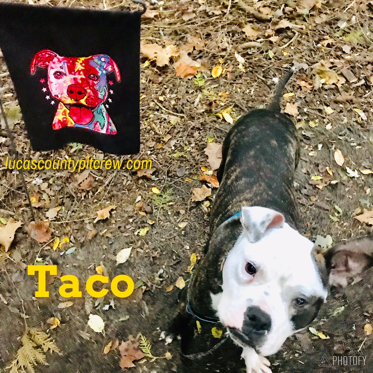 tricop's tweet photo. Meet  TACO!!  He is ready fir his forever home!  Meet Taco Saturday Oct 13. 12-2. 855 Mccord Rd. Lucas County Pit Crew!!  ADOPT! https://t.co/6w3hE2GfWi