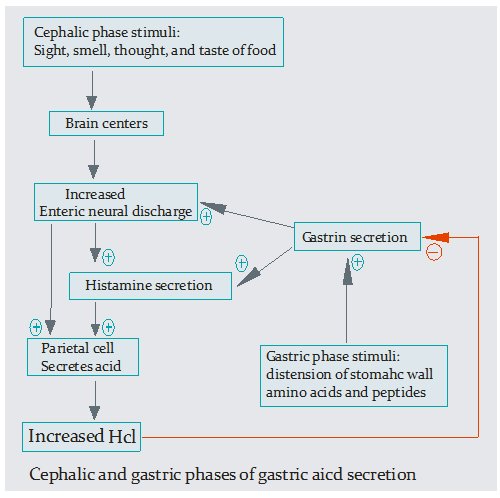 AleanaChao's tweet photo. @ErinSmi11956861 @UofGFoodProf You may know that the sight and smell of food increases appetite, but did you know it also causes gastric acid release? Furthermore, research shows that discussing food is a stronger stimulant of acid secretion than sight and smell by 54-77%! @UofGFoodProf #FOOD2150 #Feldman https://t.co/rlx8xTQDL8