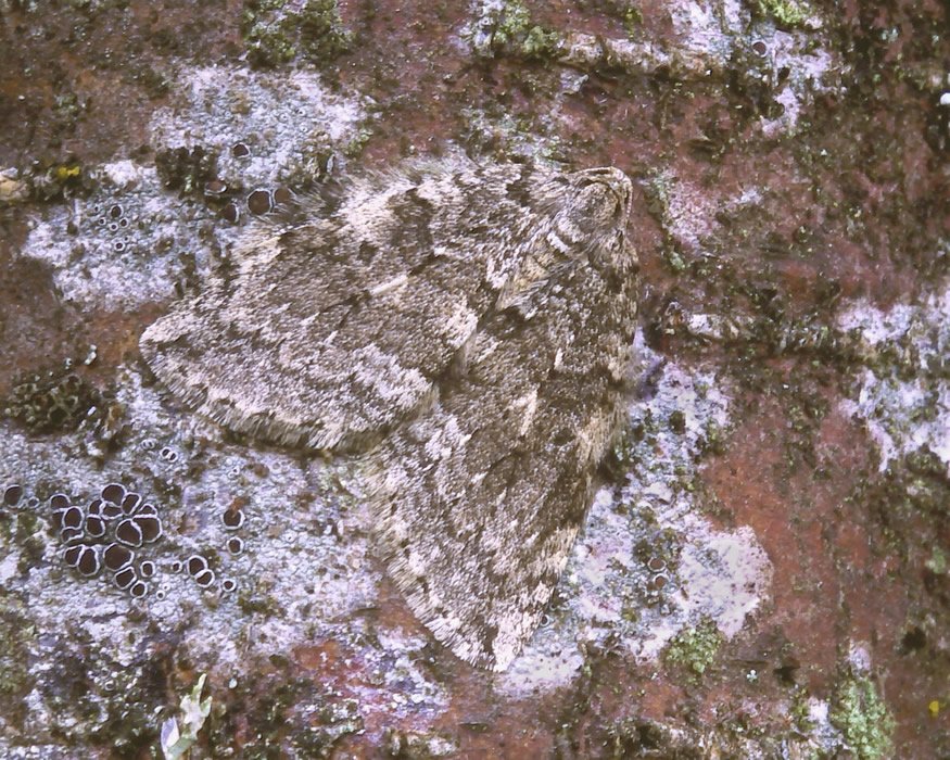 BC_Highland's tweet photo. November Moth. The Epirrita genus comprises four species so similar that they are forever being confused. November Moth is the most widespread and numerous of the group, found almost everywhere there are deciduous trees. #creditRLeverton #teammoth @savebutterflies https://t.co/Ov76i4GTtr