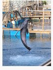 SAtourism2's tweet photo. #SArocks @Ushakamarineworld visitors can take part in an animal encounter full of various animals.

#ENG2604 https://t.co/PhGi0wXikS