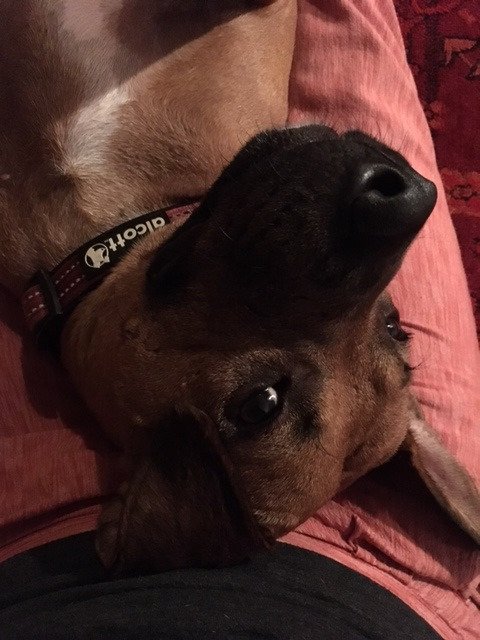 StephGervasi's tweet photo. @WeAreRLadies Rocky enjoys sitting on my lap and trying to distract me with requests for a belly-rub while I'm working on my #rstats. #Rdogs https://t.co/kzAJpvJFAv
