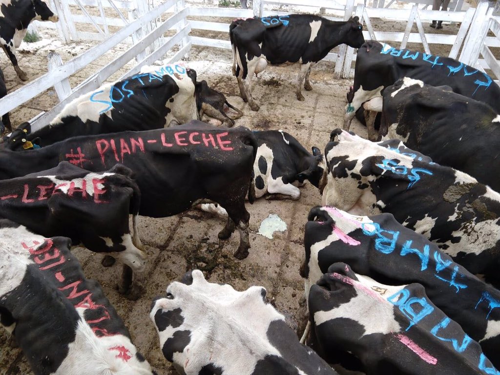 #DardoChiesa :”Para que identifique Sammartino las vacas de tambo que van a faena, que él dice que no son tantas”.