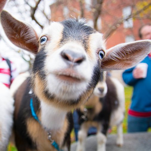 WPI's tweet photo. We 'herd' you're leaving us for #break! @Gompei feels #baaaaaaad https://t.co/8ZXPUOPj1H