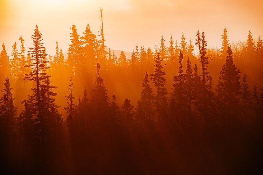 Nothing like that early morning light peering through the trees!  🍂🍁

#Fujifilm #XT2 #XF100400 #exploreNL <a href="/fujiguys/">The Fuji Guys</a>