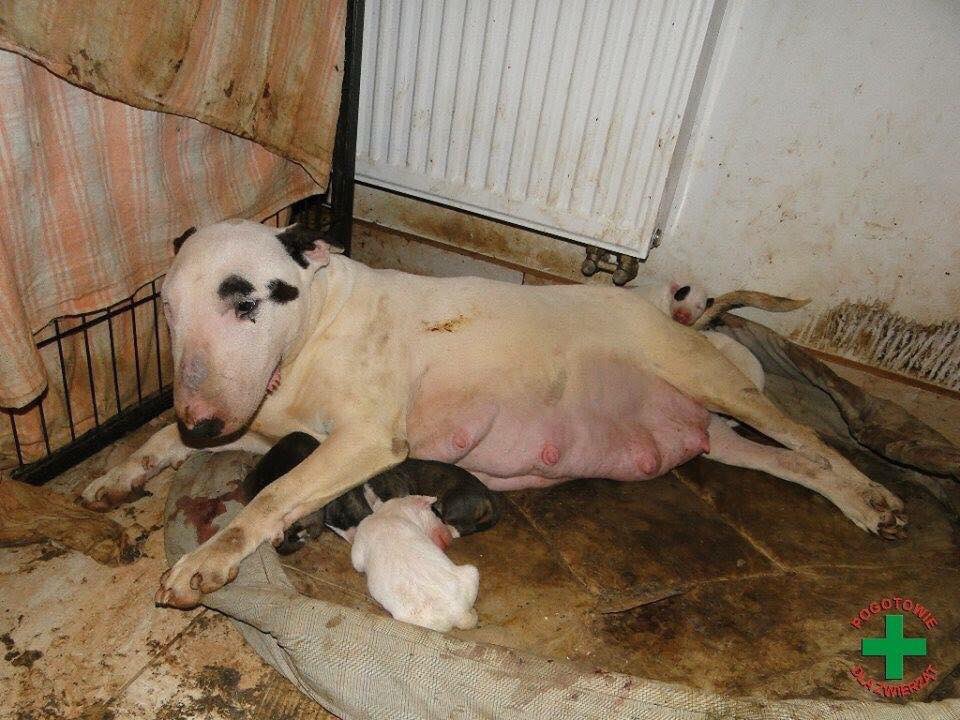 The_Animal_Team's tweet photo. I want a purebred. I hear it all the time. Well, this is your puppies mum Over bred then dumped at a #rescue when she's no longer useful. Ur new puppy is worth a £1000 yet no one will adopt her mum for a few quid.THIS is why we need #LucyLaw pls sign https://t.co/VXlGNTnNvJ https://t.co/lajoA5GQ9R