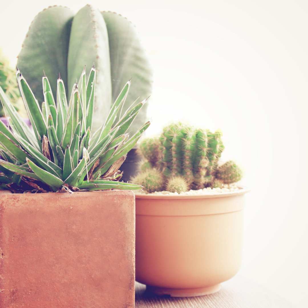 IZLivinglyHome's tweet photo. Place succulents, ferns and cacti in your loft room to add a little of the outside to the inside.

#izhome #bathrooms #plants https://t.co/6mZUq9ShcD