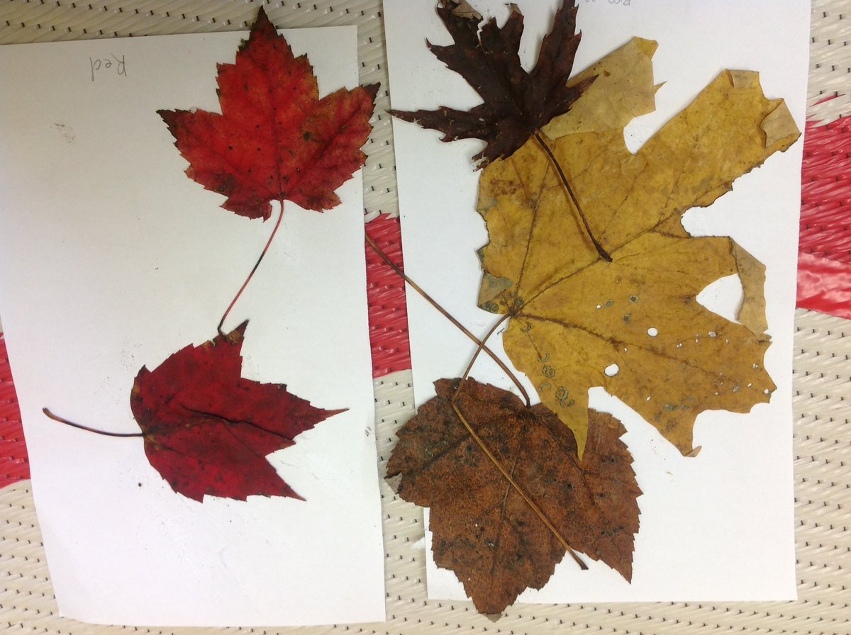 zigzag_koalas's tweet photo. On apprend à trier ! We are learning to sort ! #fall https://t.co/SiuWY6kNc9