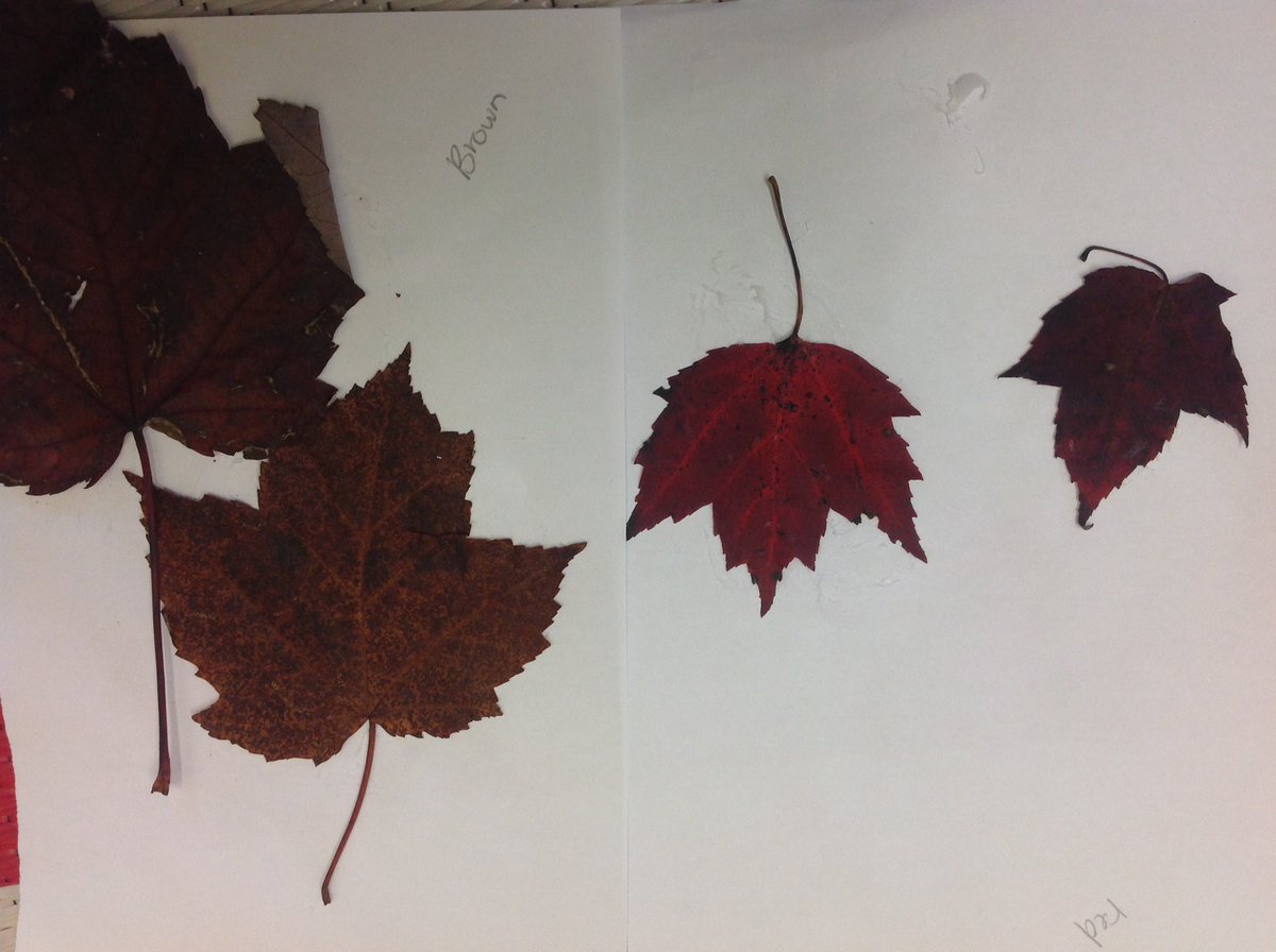 zigzag_koalas's tweet photo. On apprend à trier ! We are learning to sort ! #fall https://t.co/SiuWY6kNc9