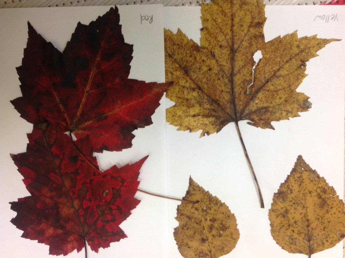 zigzag_koalas's tweet photo. On apprend à trier ! We are learning to sort ! #fall https://t.co/SiuWY6kNc9