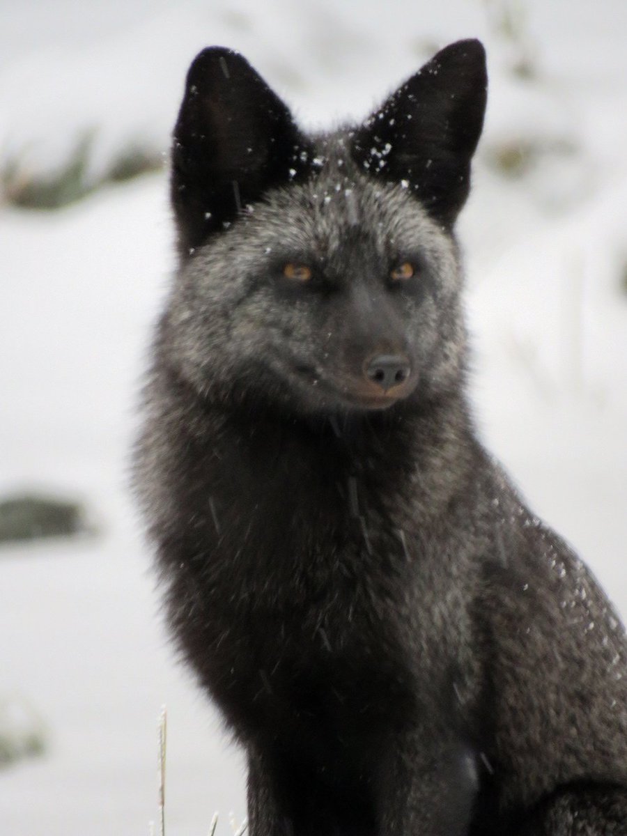 Bouldercounty على تويتر Beautiful Shots Of This Fox Visiting