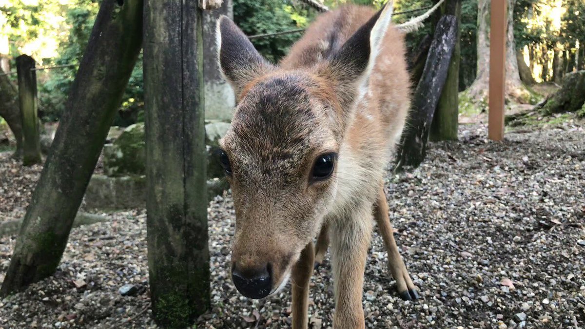 鹿可愛い