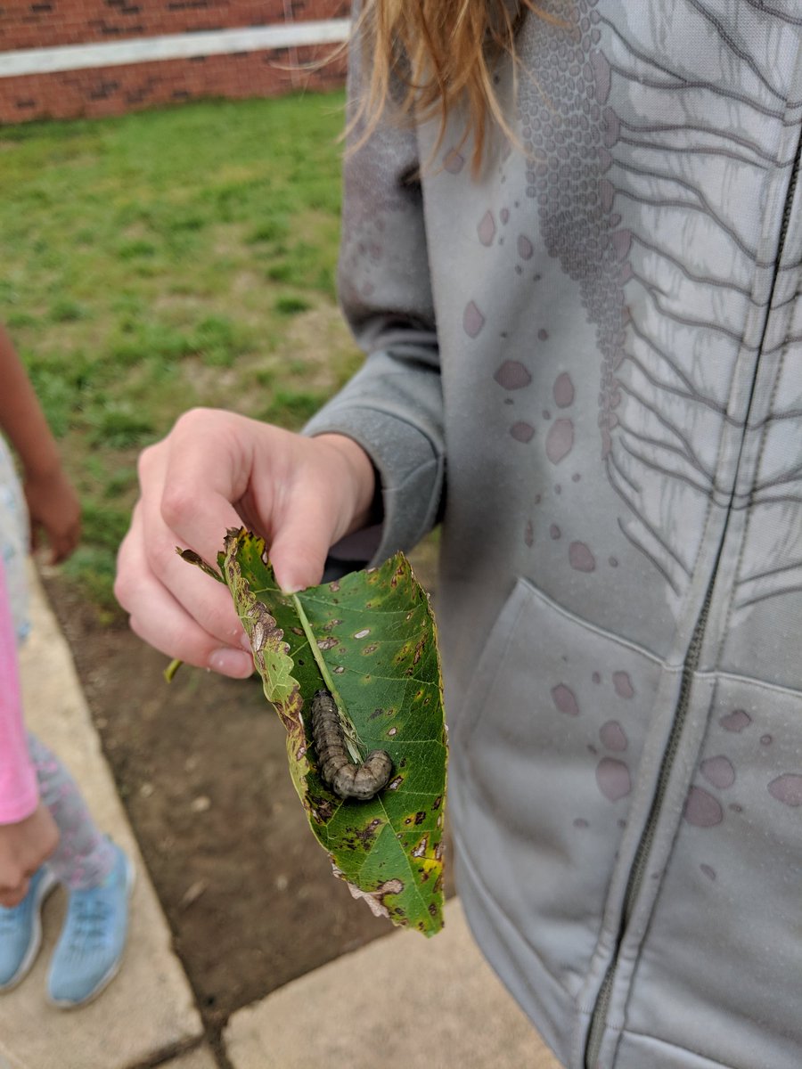 MrsWinsheimer's tweet image. Learning doesn't stop at recess #nature #bugcatcher #Tolbert19