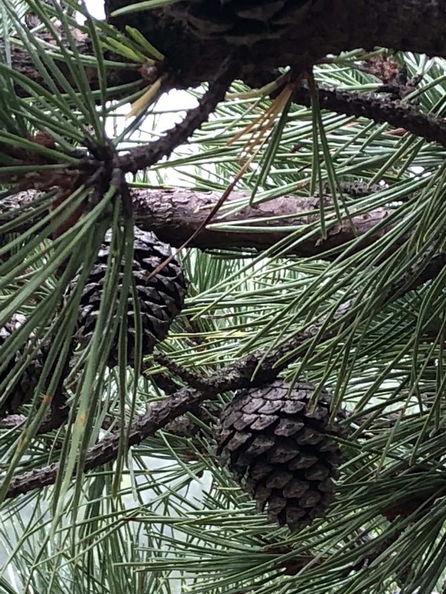 Hawk_Principal's tweet image. Beautiful Lexington... #grade4 #whipplehill #bigbackyard #lpsHAWKS @lexingtonsuper